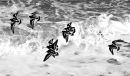 Turnstones, Aberaeron beach.
