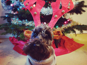 Mr December