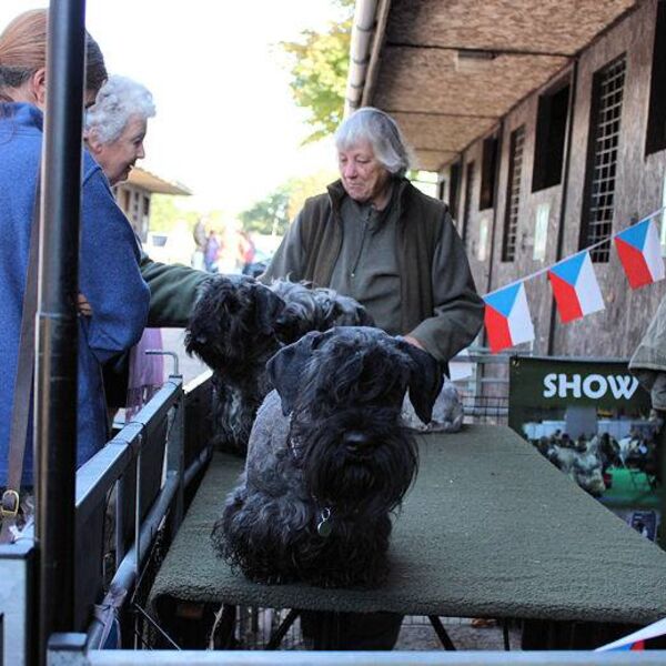 Autumn Show, Malvern 2018