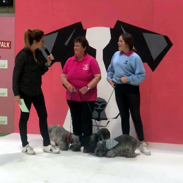 On the canine catwalk