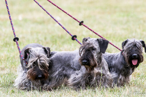 The Game Fair, 2021
