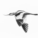 Avocet in Flight
