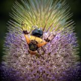 Drone Fly on Teasel