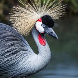 African Crowned Crane