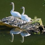 An Island Made for Two