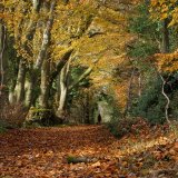 Autumn Walk in the Chilterns