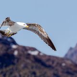Arctic Yellow-Legged Gull