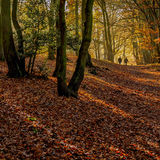 Autumn Walk, Ampthill