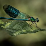 Banded Damoiselle