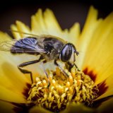 Busy Bee