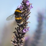 Busy Bee on Norfolk Lavender