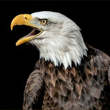 Bald Eagle Calling