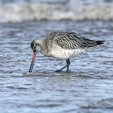 Bar-Tailed Godwit Feeding