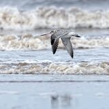 Bar-Tailed Godwit in Flight