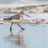 Bar-Tailed Godwit on the Shoreline