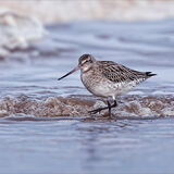 Bar-Tailed Godwit