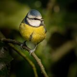 Blue Tit