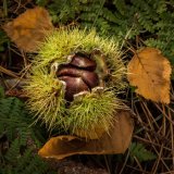 Chestnuts
