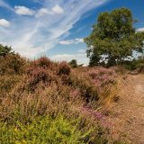 On the Heath