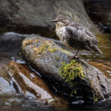 Dipper in Exmoor Stream