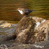 Dipper