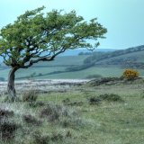 Exmoor Tree