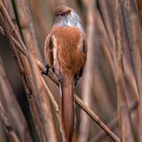 Female Bearded Tit