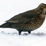 Female Blackbird in the Snow