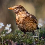 Female Blackbird