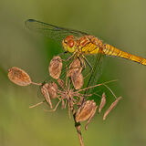 Female Keeled Skimmer