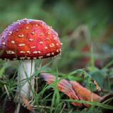Fly Agaric