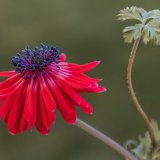 Garden Anemone