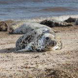 Grey Seals