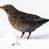 Female Blackbird