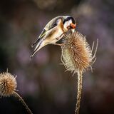 Goldfinch on Teasel
