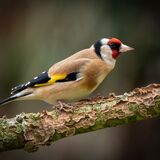 Goldfinch