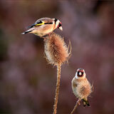 Goldfinches on Teasels