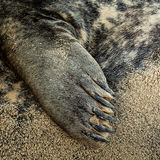 Grey Seal Detail