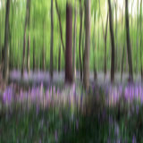 Impressions of Bluebells