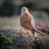 Juvenile Kestrel