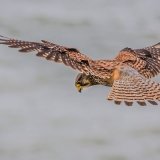 Kestrel Hunting