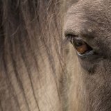 Wild Konik, Detail