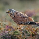 Kestrel Feeding on Common Lizard