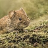 Bank Vole