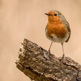 Woodland Robin