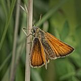 Large Skipper