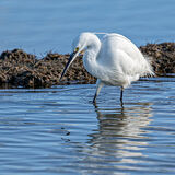 Little Egret Stirring for Food