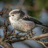 Long-Tailed Tit