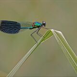 Male Banded Demoiselle