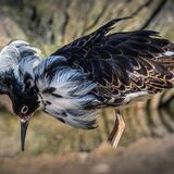 Male Ruff in Breeding Plumage